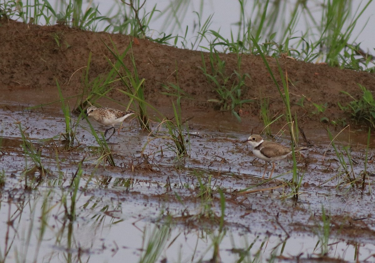 Little Ringed Plover - ML610060302