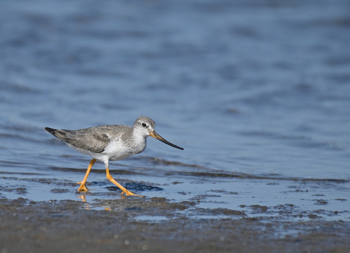 Terek Sandpiper - ML610060311