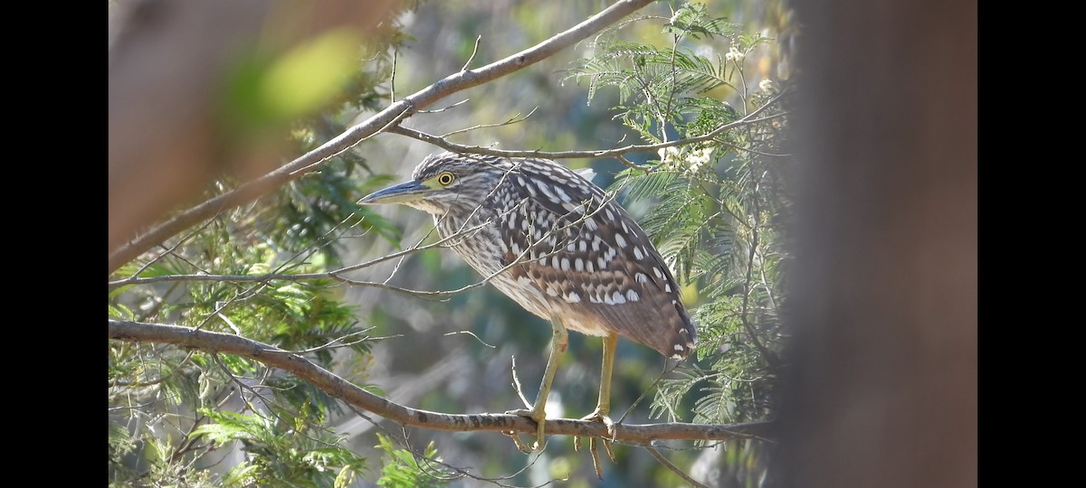 Nankeen Night Heron - ML610060340