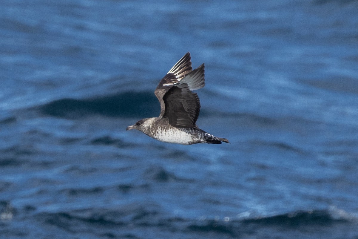 Pomarine Jaeger - Thomas Gonye