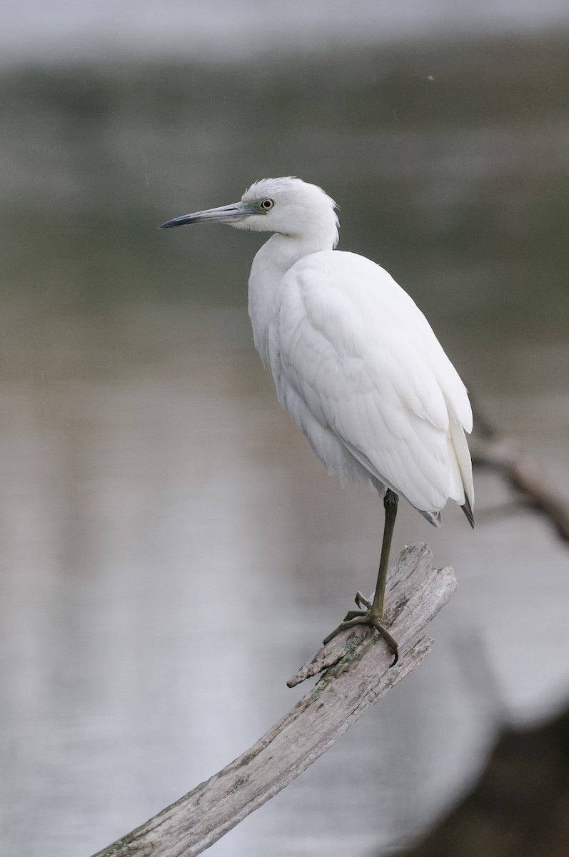 Little Blue Heron - Rod MacDonald