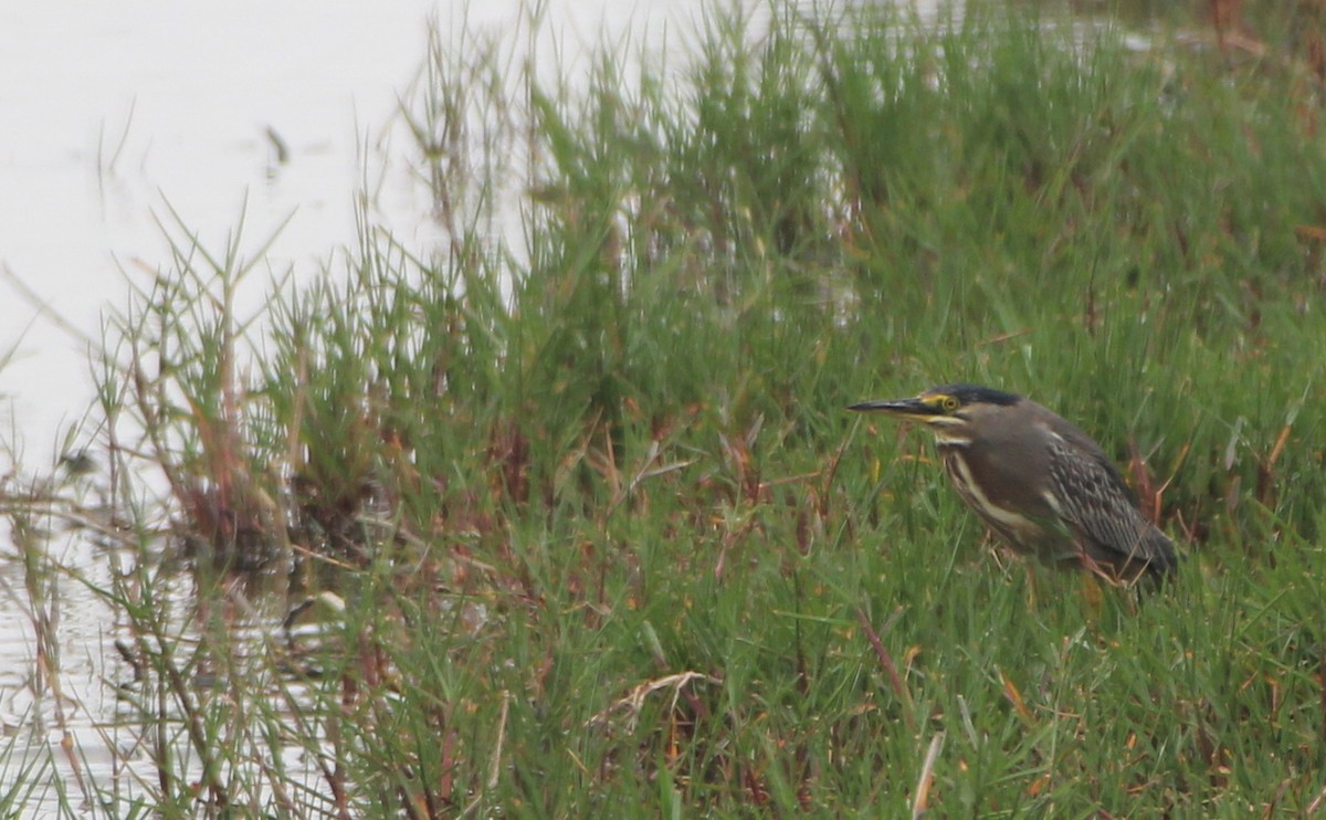 Striated Heron - ML610060476