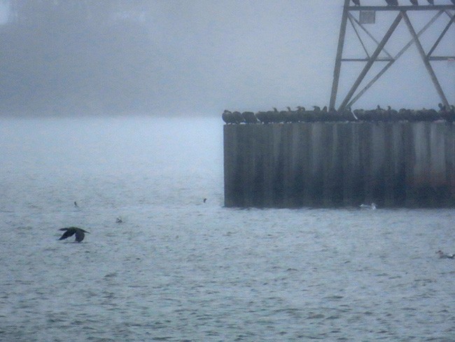 Double-crested Cormorant - Nancy Anderson