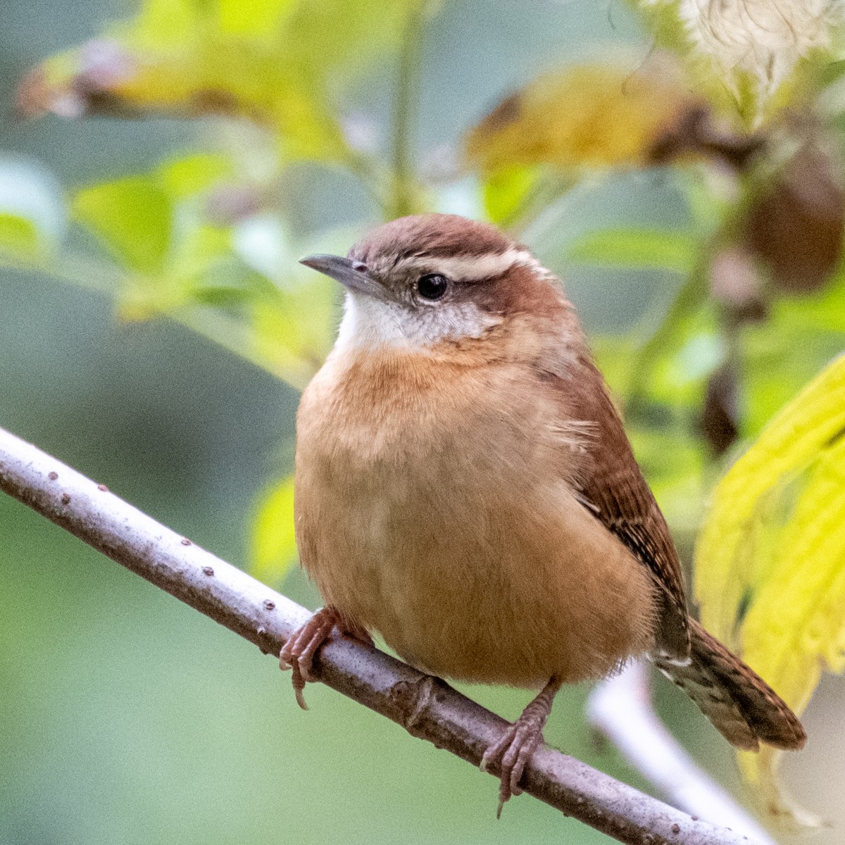 Carolina Wren - ML610060506