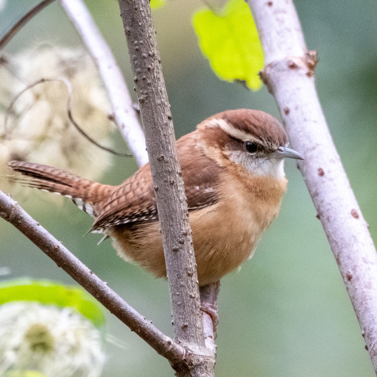Carolina Wren - ML610060507