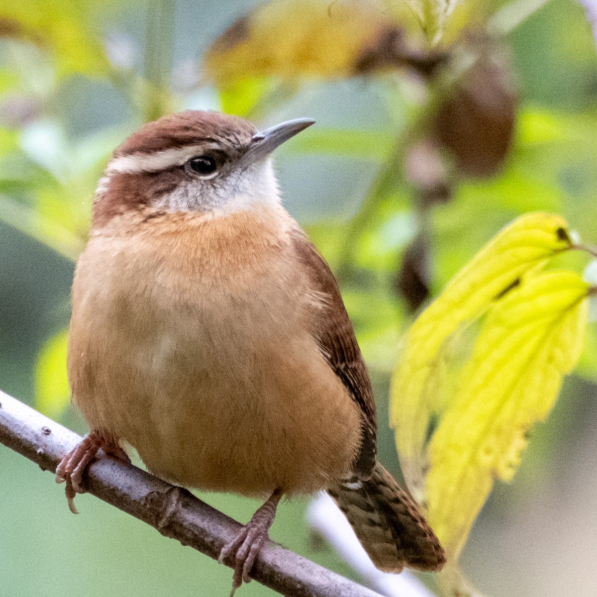 Carolina Wren - ML610060508