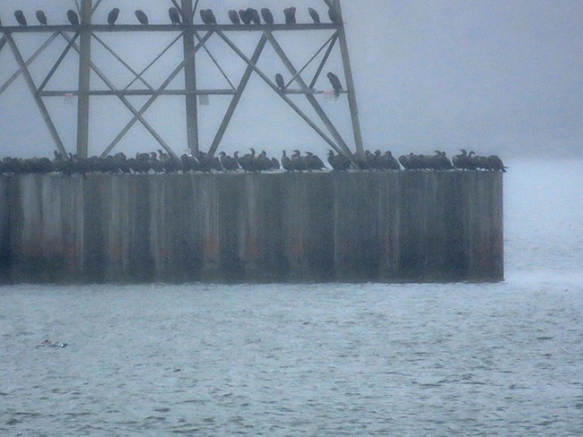 Double-crested Cormorant - Nancy Anderson