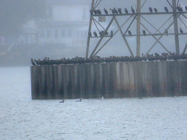 Double-crested Cormorant - Nancy Anderson