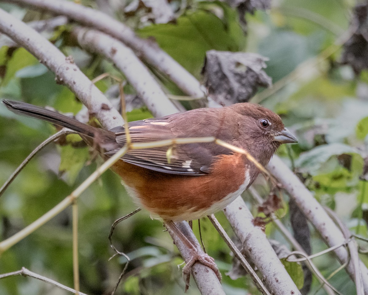 ワキアカトウヒチョウ - ML610060514