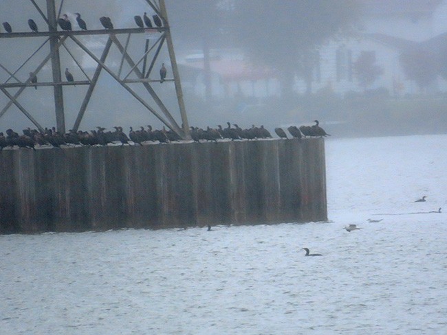 Double-crested Cormorant - Nancy Anderson