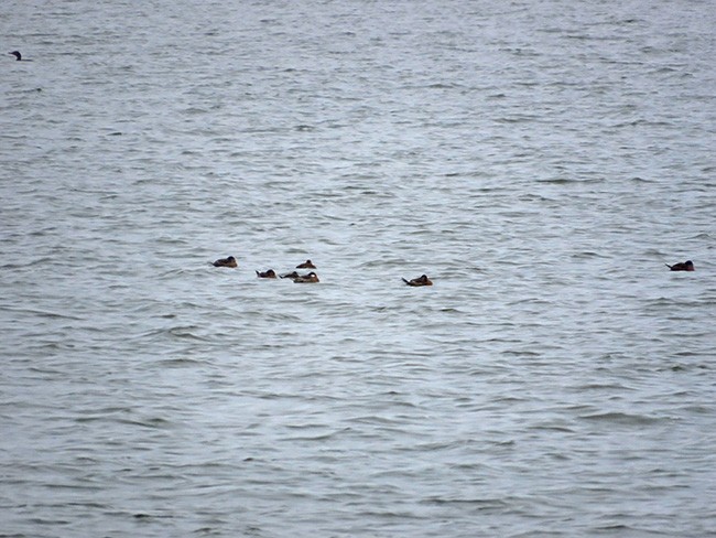 Ruddy Duck - ML610060526