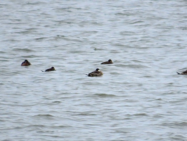 Ruddy Duck - ML610060530