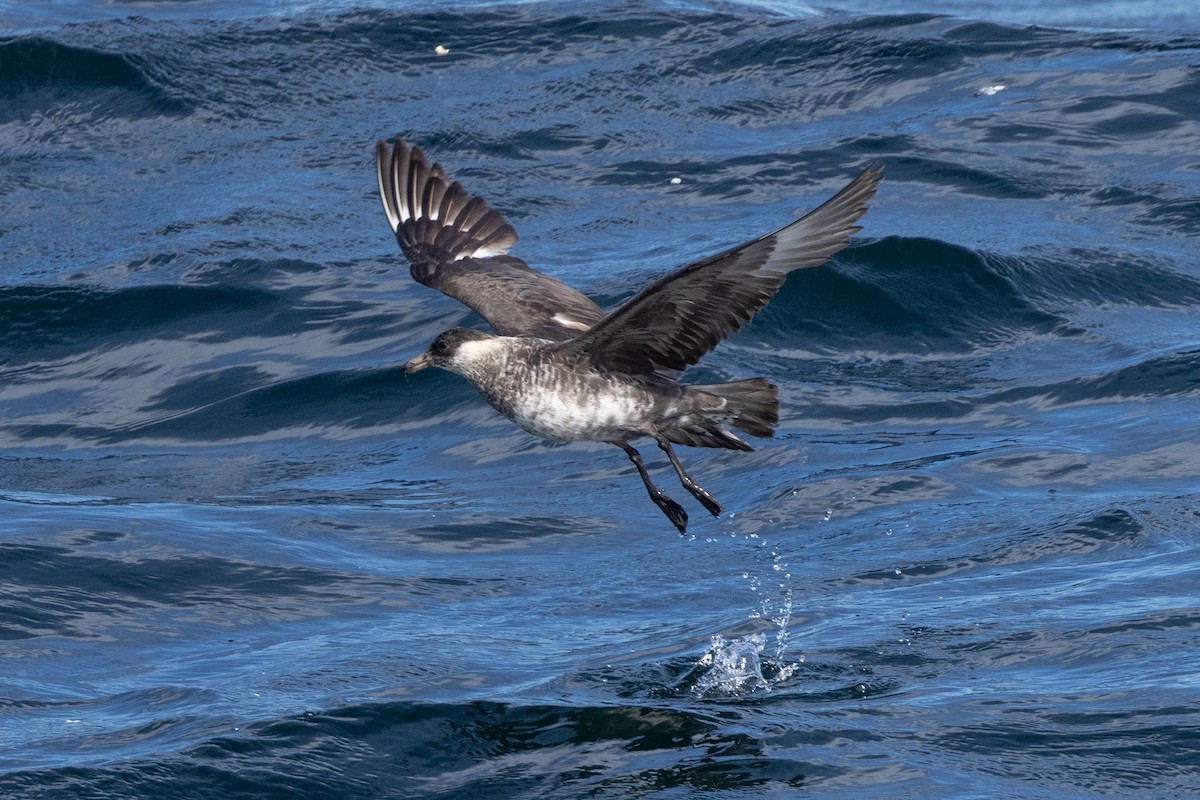 Pomarine Jaeger - Thomas Gonye