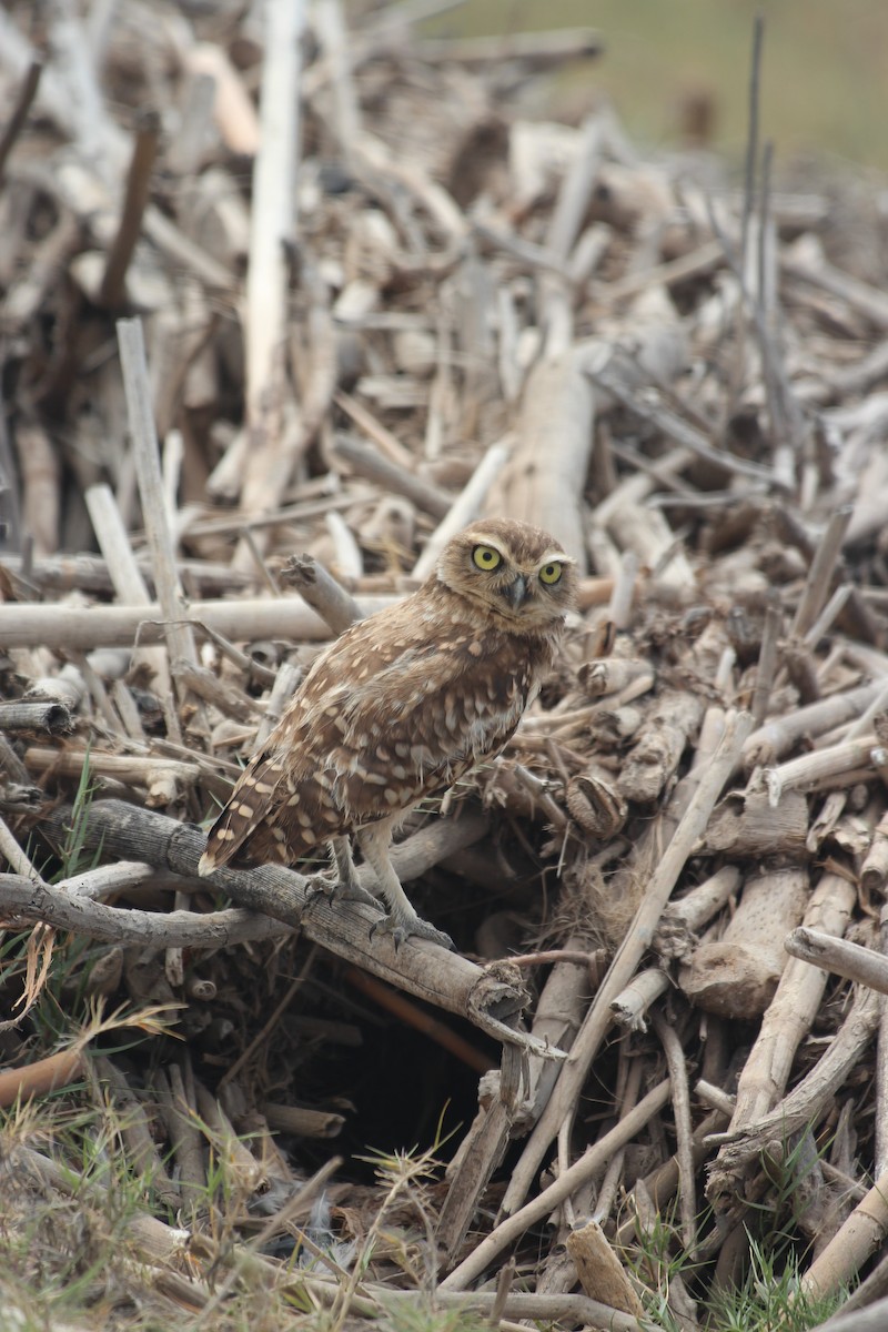 Burrowing Owl - Pierina A. Bermejo