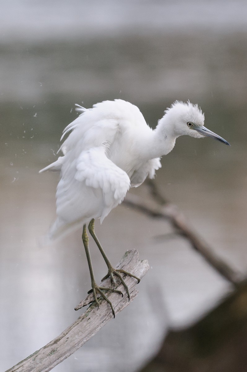 Aigrette bleue - ML610060539