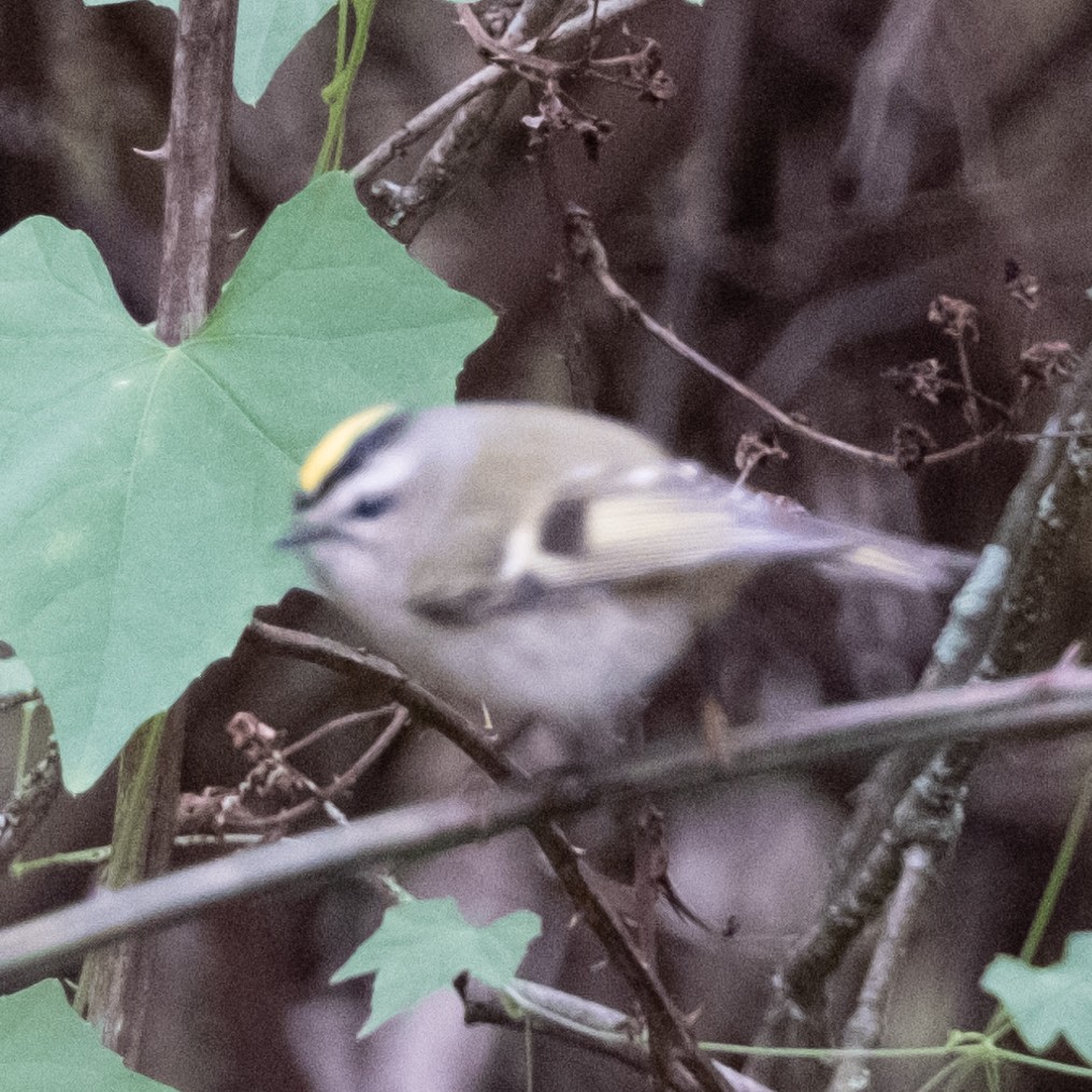 Golden-crowned Kinglet - ML610060544