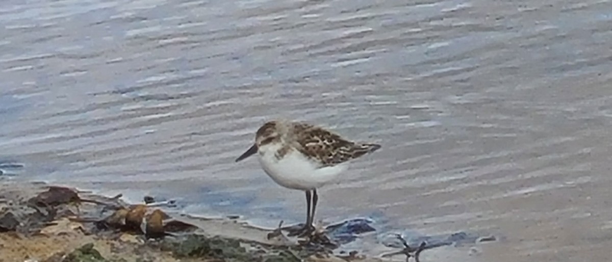 Semipalmated Sandpiper - ML610060572