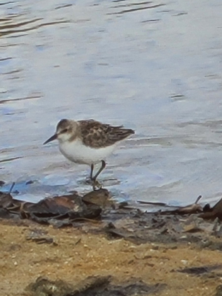 Semipalmated Sandpiper - ML610060573