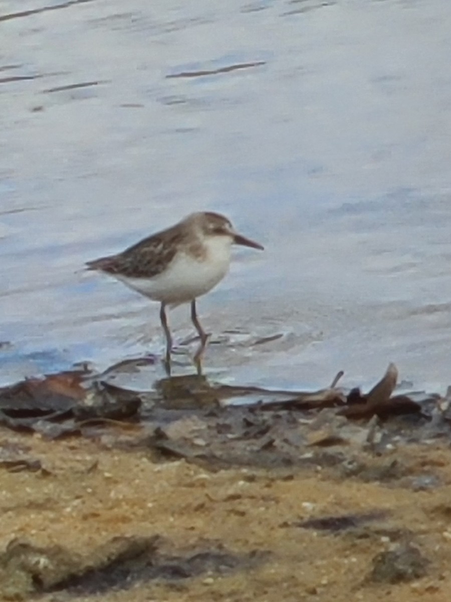 Semipalmated Sandpiper - ML610060575