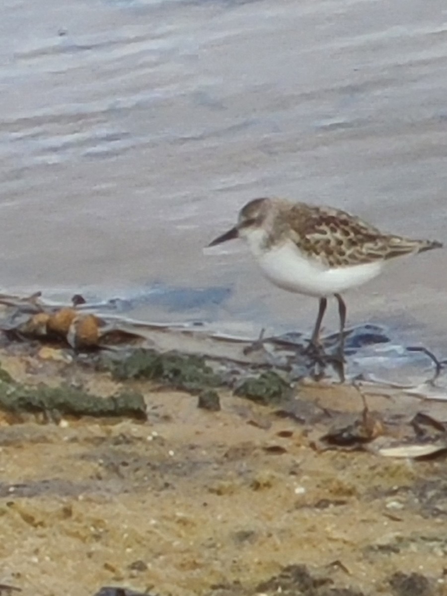 Semipalmated Sandpiper - ML610060577