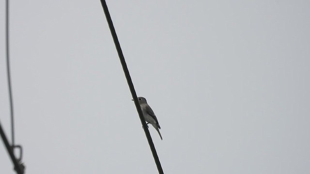 Asian Brown Flycatcher - ML610060583