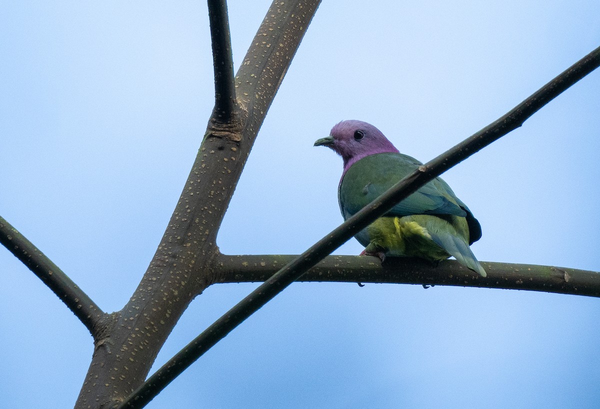 Pink-headed Fruit-Dove - ML610060604