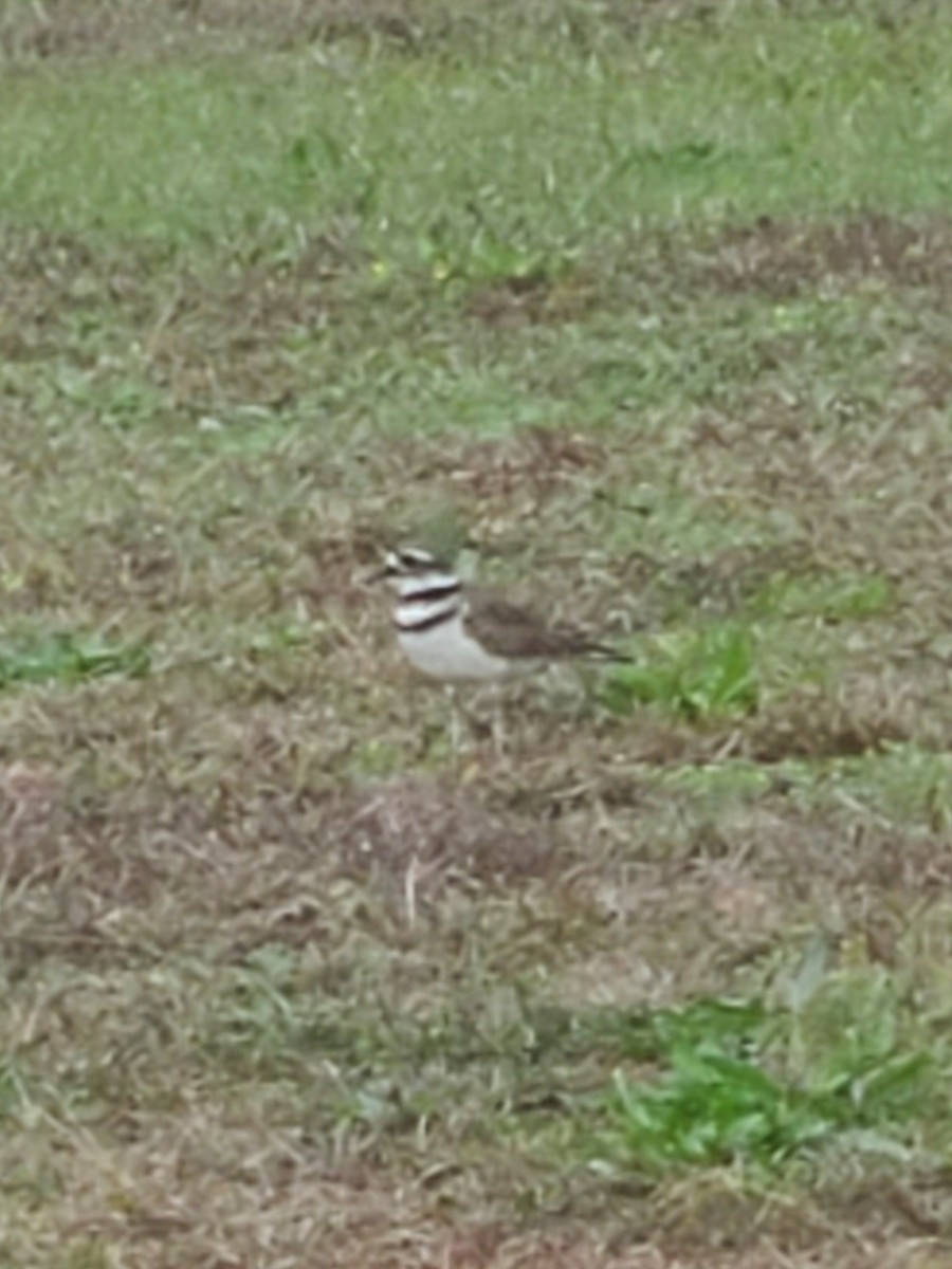 Killdeer - ML610060631