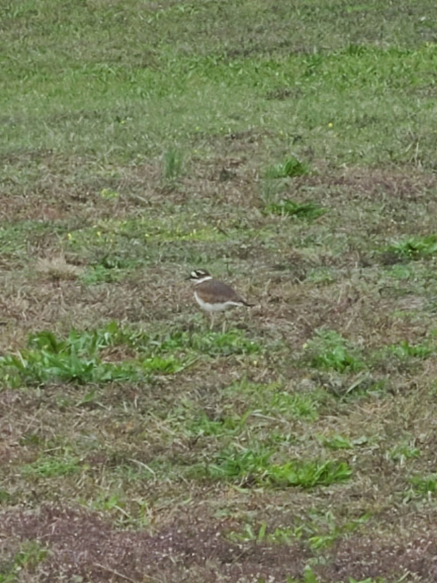 Killdeer - ML610060632