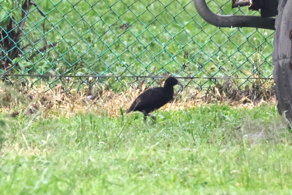 Woodford's Rail - ML610060644