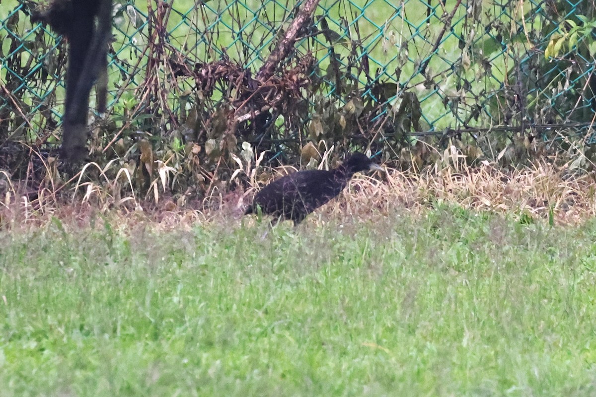 Woodford's Rail - Charles Davies