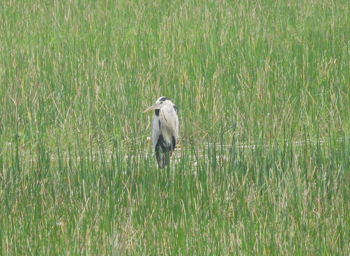 Gray Heron - ML610060687