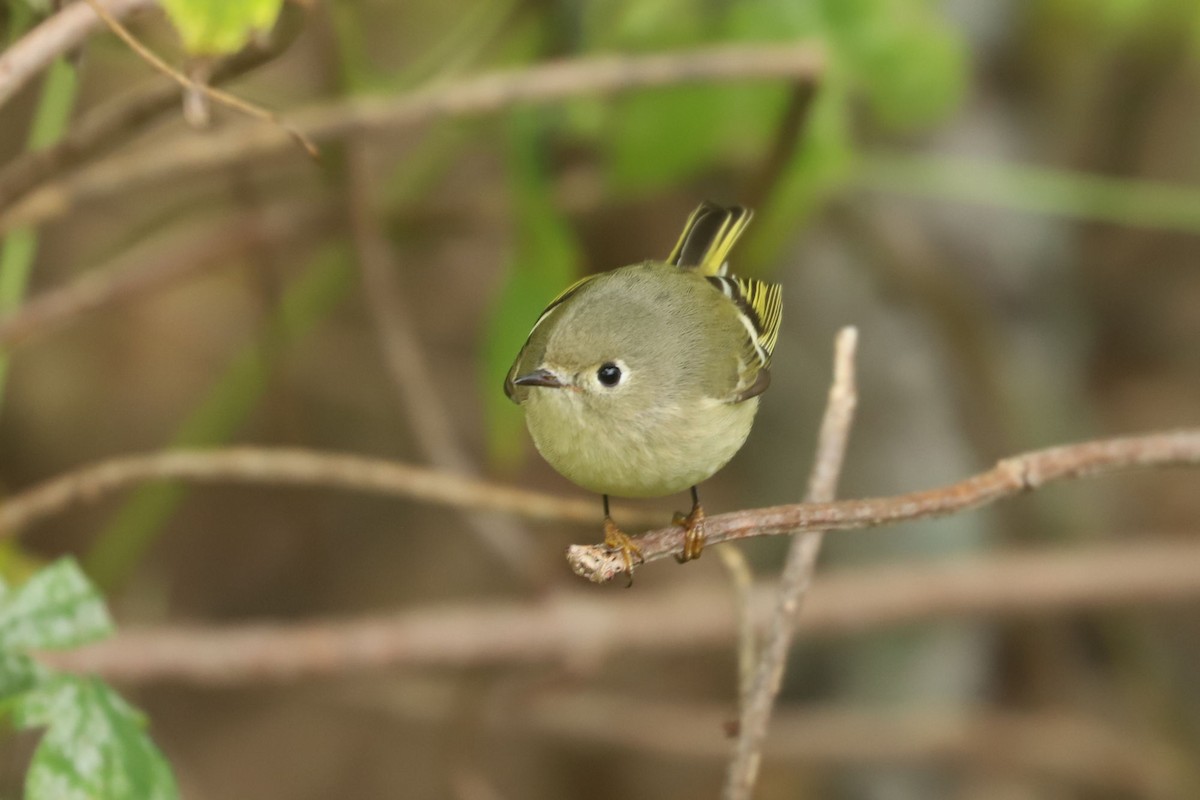 Ruby-crowned Kinglet - ML610060737