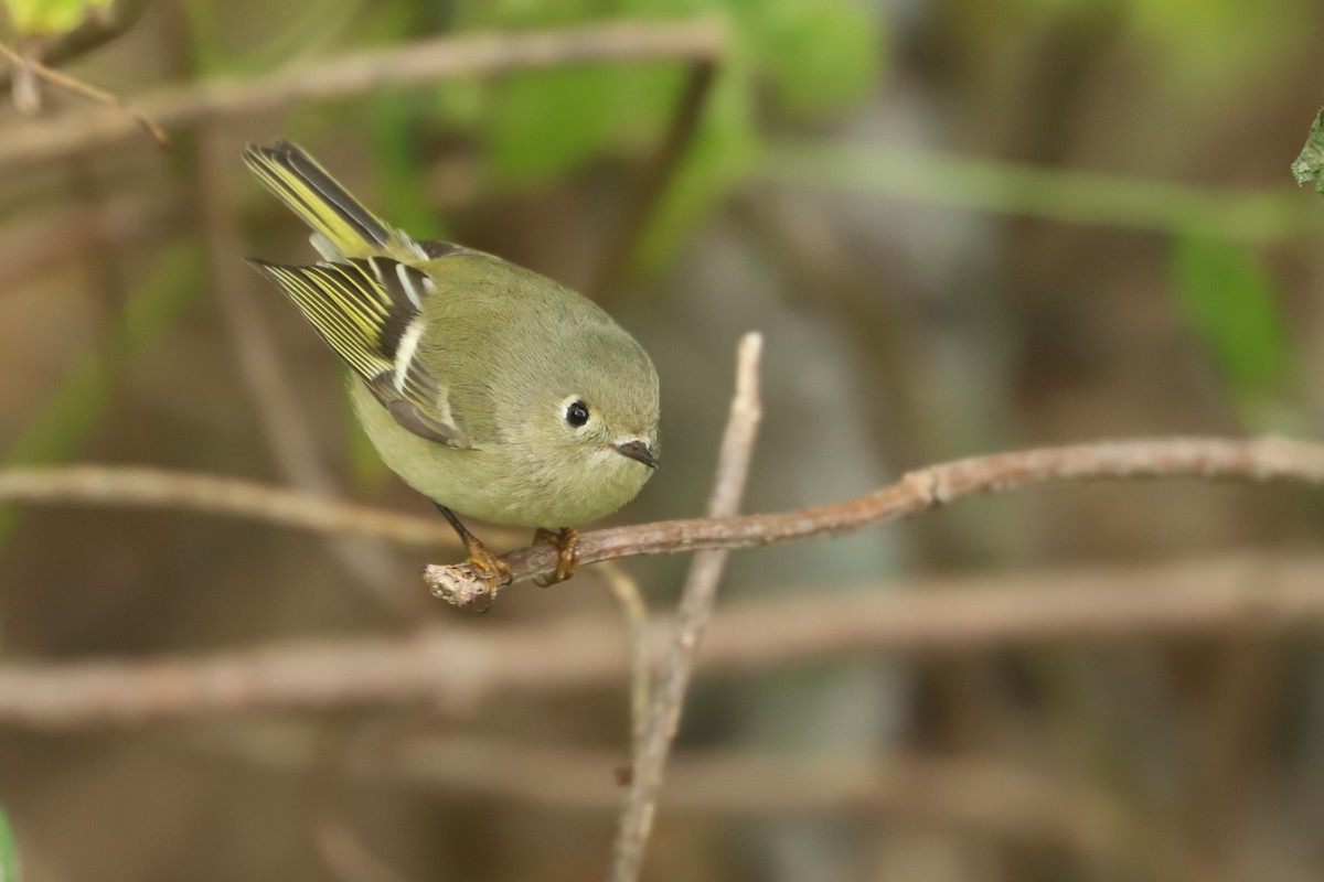 Ruby-crowned Kinglet - ML610060738
