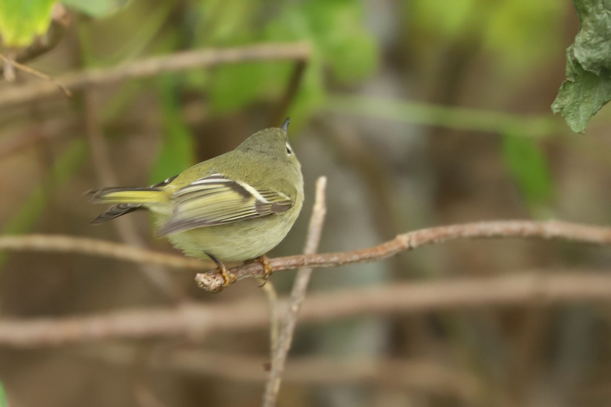 Ruby-crowned Kinglet - ML610060739