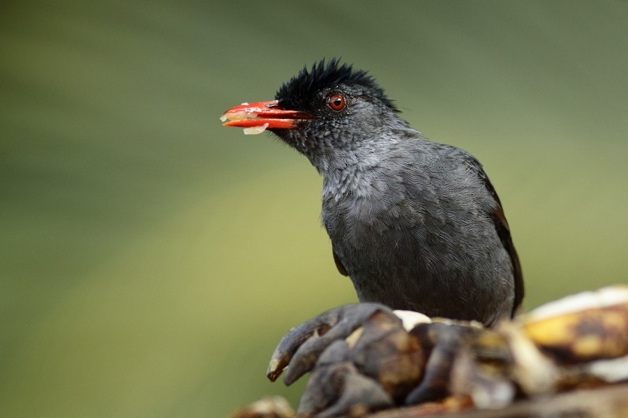 Square-tailed Bulbul (Sri Lanka) - ML610060744