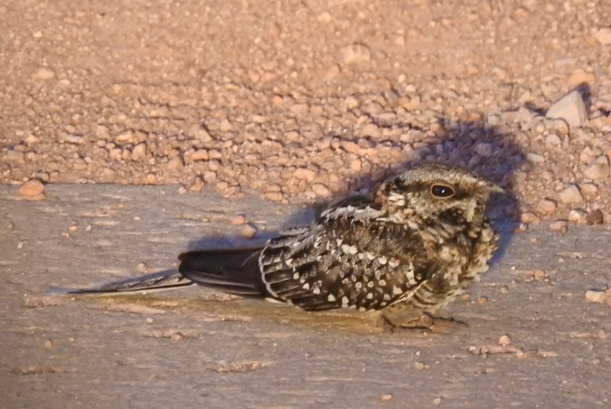 Scissor-tailed Nightjar - ML610060787