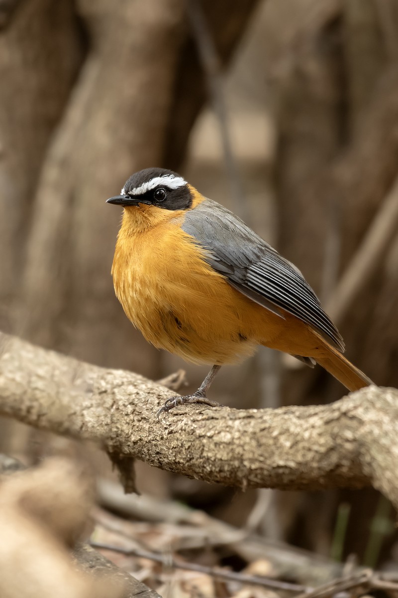 White-browed Robin-Chat - Anonymous