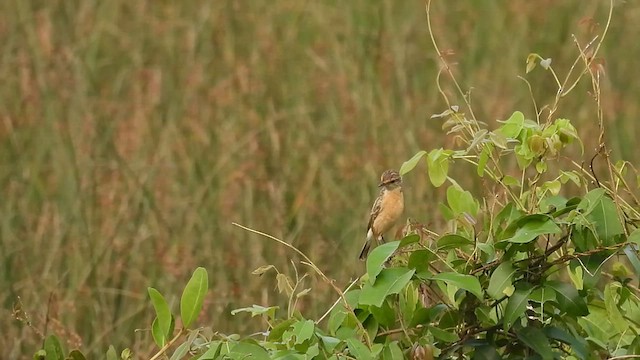 Siberian Stonechat - ML610060800