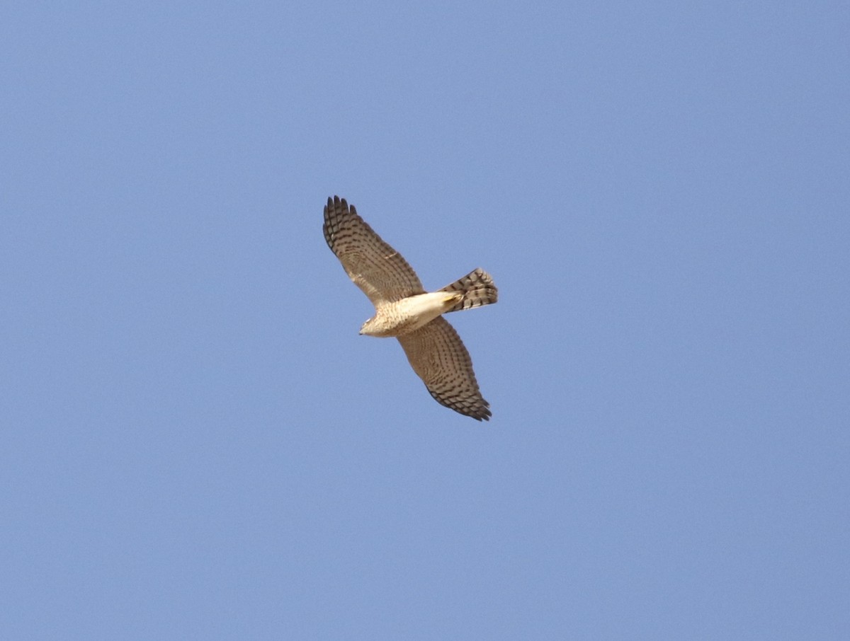 Eurasian Sparrowhawk - ML610060812