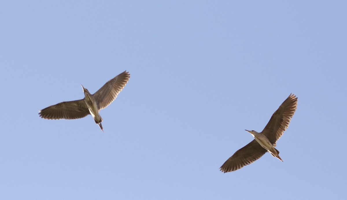 Black-crowned Night Heron - ML610060817