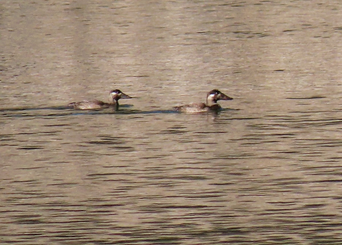 Surf Scoter - ML610060857