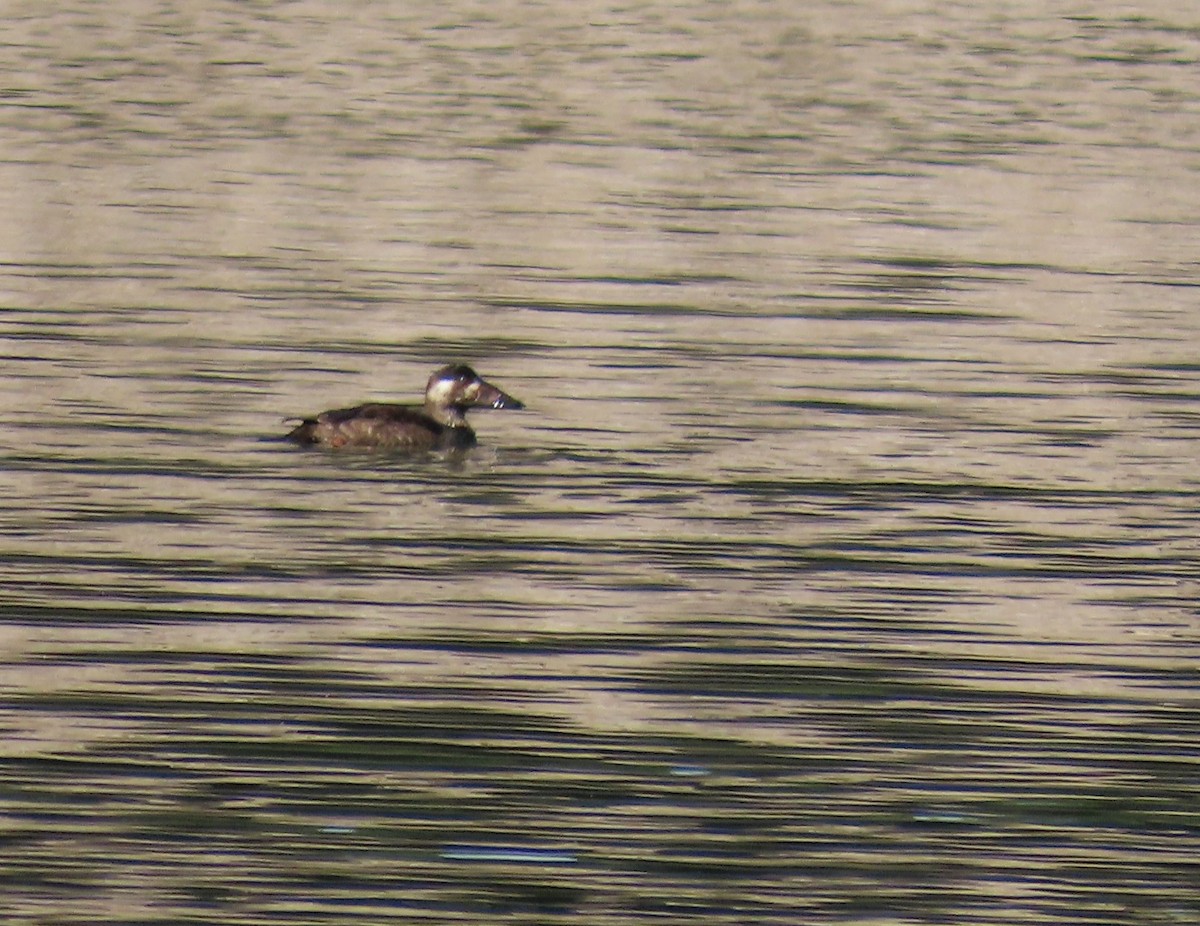 Surf Scoter - Robin Wolcott