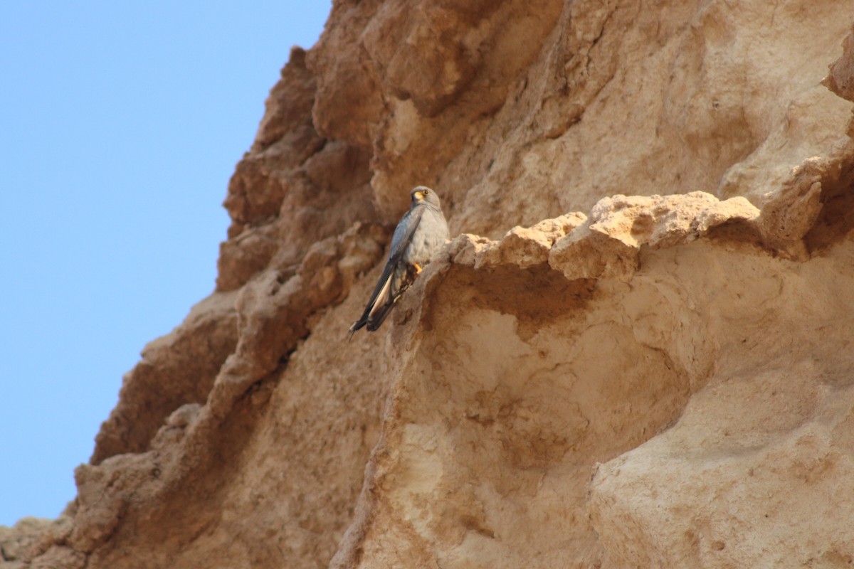 Sooty Falcon - ML610060876