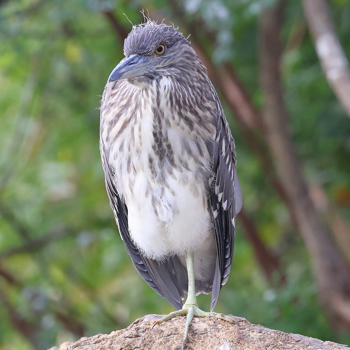 Black-crowned Night Heron - Kakul Paul