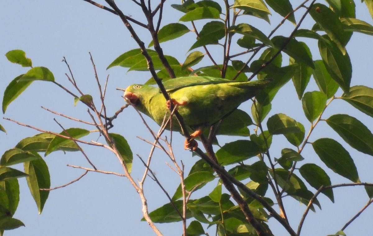 Tui Parakeet - ML610060960