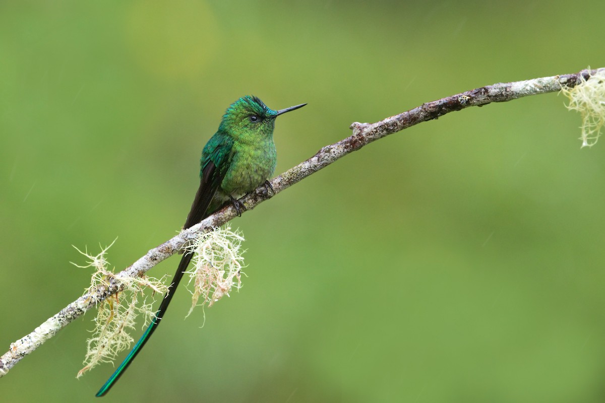 Long-tailed Sylph - Michel Gutierrez