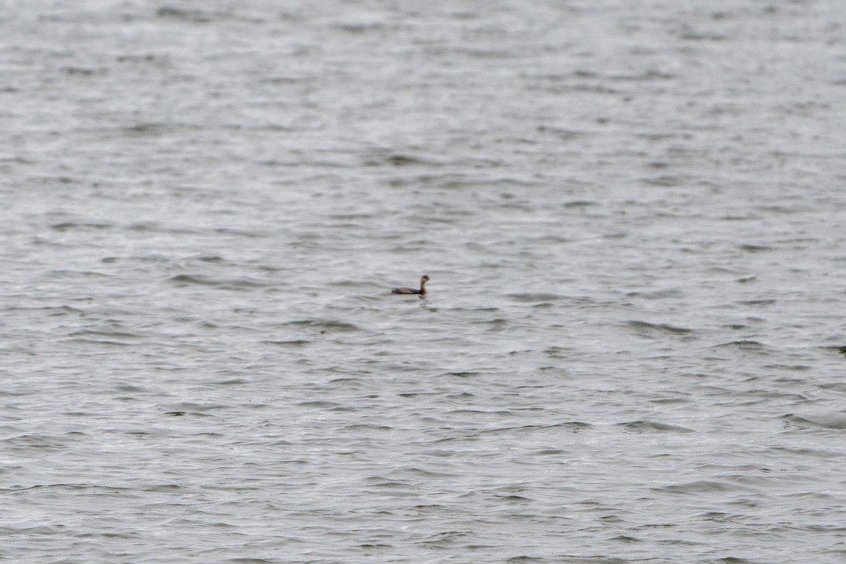 Red-necked Grebe - ML610061180