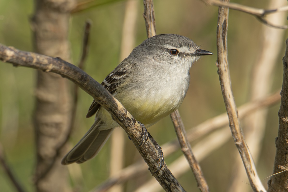 White-crested Tyrannulet - Andy Bowen