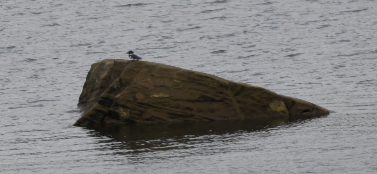 Belted Kingfisher - ML610061225