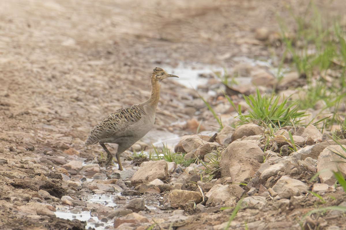 Red-winged Tinamou - ML610061248